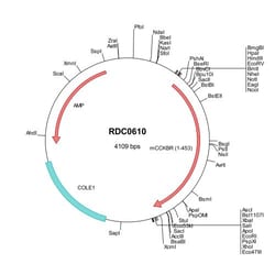 R&D Systems&trade;&nbsp;Mouse Cholecystokinin-B R/CCKBR (NP_031653) VersaClone cDNA
