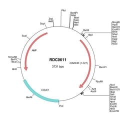 R&D Systems&trade;&nbsp;Rat GnRHR (NP_112300) VersaClone cDNA
