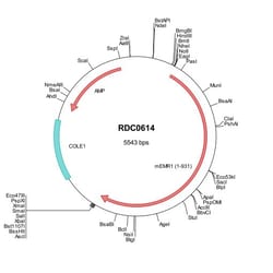 R&D Systems™ Mouse F4/80 (NP_034260) VersaClone cDNA