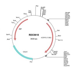 R&D Systems™ Rat CCR10 (NP_001102306) VersaClone cDNA