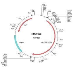 R&D Systems™ Mouse IL-17RD/SEF (NP_602319) VersaClone cDNA