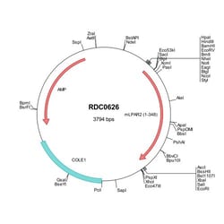 R D Systems Mouse LPAR2/LPA2/EDG-4 (NP_064412) VersaClone cDNA 10 &mu;g | Buy Online | R&amp;D Systems&trade; | Fisher Scientific