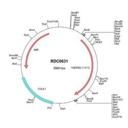 R D Systems Human beta-2 Adrenergic R/ADRB2 (NP_000015) VersaClone cDNA 10 &mu;g | Buy Online | R&amp;D Systems&trade; | Fisher Scientific