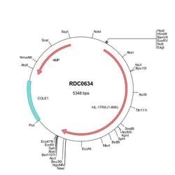 R&D Systems™ Human IL-17RA/IL-17R (NP_055154) VersaClone cDNA