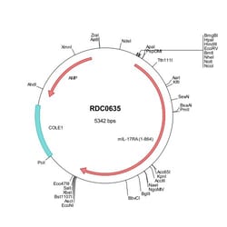 R D Systems Mouse IL-17RA/IL-17R (NP_032385) VersaClone cDNA 10 &mu;g | Buy Online | R&amp;D Systems&trade; | Fisher Scientific