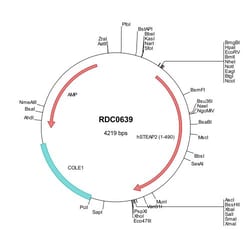 R&D Systems™ Human STEAP2 (BAG37524) VersaClone cDNA