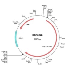 R D Systems Human TLR7 (NP_057646) VersaClone cDNA 10 &mu;g | Buy Online | R&amp;D Systems&trade; | Fisher Scientific
