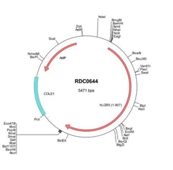 R&D Systems™ Human Lgr5/GPR49 (NP_003658) VersaClone cDNA