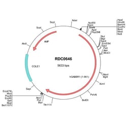 R D Systems Human GABA-B R1 (NP_001461) VersaClone cDNA 10 &mu;g | Buy Online | R&amp;D Systems&trade; | Fisher Scientific