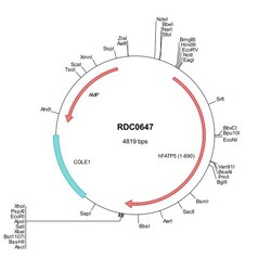 R&D Systems&trade;&nbsp;Human FATP5 (NP_036386) VersaClone cDNA