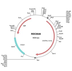 R&D Systems™ Human FATP6 (NP_054750) VersaClone cDNA