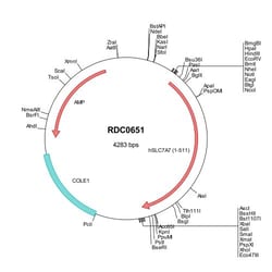 R&D Systems&trade;&nbsp;Human SLC7A7 (NP_001119577) VersaClone cDNA