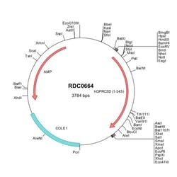 R&D Systems™ Human GPRC5D (NP_061124) VersaClone cDNA