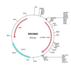 R&D Systems™ Mouse CCR6 (NP_001177267) VersaClone cDNA