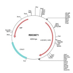 R&D Systems&trade;&nbsp;Mouse Glucagon R/GCGR (NP_032127) VersaClone cDNA