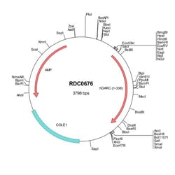 R&D Systems&trade;&nbsp;Human DARC (NP_002027) VersaClone cDNA