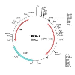 R&D Systems™ Mouse GPR45 (NP_444337) VersaClone cDNA