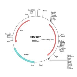 R&D Systems&trade;&nbsp;Mouse PTGER3 (NP_035326) VersaClone cDNA