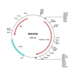R D Systems Human GDPD2 (NP_060181) VersaClone cDNA 10 &mu;g | Buy Online | R&amp;D Systems&trade; | Fisher Scientific