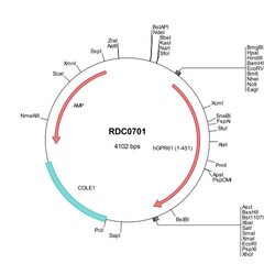R&D Systems™ Human GPR61 (NP_114142) VersaClone cDNA