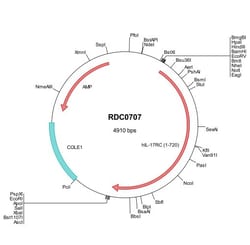 R&D Systems™ Human IL-17RC (NP_703190) VersaClone cDNA