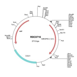 R&D Systems&trade;&nbsp;Human MRGPRD (NP_944605) VersaClone cDNA