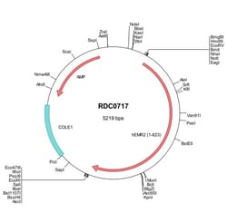R&D Systems™ Human EMR2 (AAI27006) VersaClone cDNA