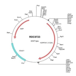 R&D Systems™ Human GPR161 (NP_722561) VersaClone cDNA