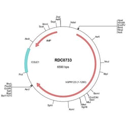 R&D Systems™ Human GPR123 (AAO27353) VersaClone cDNA