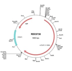 R&D Systems&trade;&nbsp;Mouse TLR7 (NP_573474) VersaClone cDNA