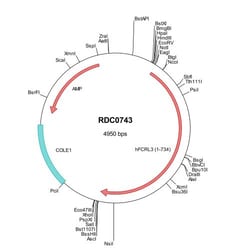 R&D Systems&trade;&nbsp;Human FCRL3/FcRH3 (NP_443171) VersaClone cDNA
