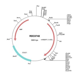 R&D Systems™ Mouse Neuromedin UR1/NMUR1 (NP_034471) VersaClone cDNA
