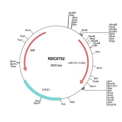 R&D Systems&trade;&nbsp;Mouse PD-L1/B7-H1 (NP_068693) VersaClone cDNA