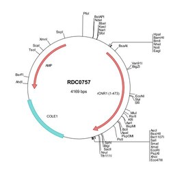 R&D Systems™ Rat Cannabinoid R1/CB1/CNR1 (NP_036916) VersaClone cDNA