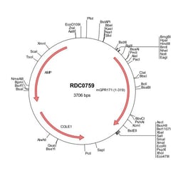 R&D Systems™ Mouse GPR171 (NP_775574) VersaClone cDNA