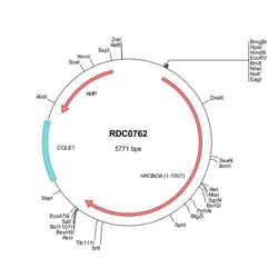 R&D Systems&trade;&nbsp;Human ROBO4 (NP_061928) VersaClone cDNA