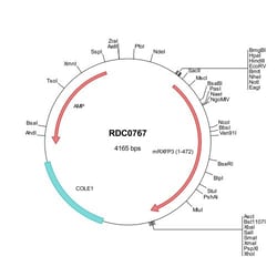 R&D Systems&trade;&nbsp;Mouse RXFP3/RLN3R1 (NP_848832) VersaClone cDNA