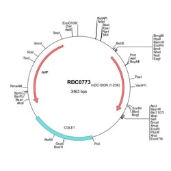 R&D Systems™ Mouse DC-SIGN/CD209a (NP_573501) VersaClone cDNA