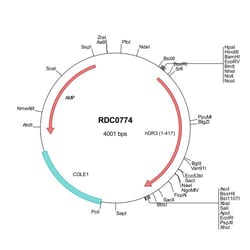 R&D Systems™ Human DR3/TNFRSF25 (NP_003781) VersaClone cDNA