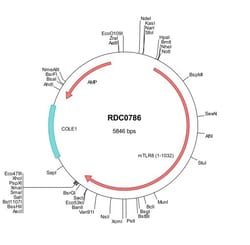 R D Systems Mouse TLR8 (NP_573475) VersaClone cDNA 10 &mu;g | Buy Online | R&amp;D Systems&trade; | Fisher Scientific
