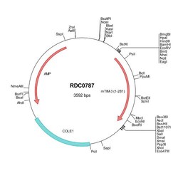 R&D Systems&trade;&nbsp;Mouse TIM-3 (AAL65156) VersaClone cDNA