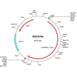 R D Systems Human GABA-B R2 (P28476) VersaClone cDNA 10 &mu;g | Buy Online | R&amp;D Systems&trade; | Fisher Scientific