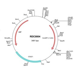 R&D Systems™ Human ULBP-1 (NP_079494) VersaClone cDNA