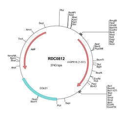 R&D Systems&trade;&nbsp;Mouse GPR18 (NP_877958) VersaClone cDNA