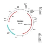 R&D Systems™ Human BTN2A1 (NP_008980) VersaClone cDNA