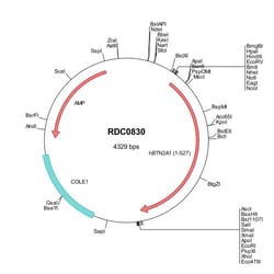 R D Systems Human BTN2A1 (NP_008980) VersaClone cDNA 10 &mu;g | Buy Online | R&amp;D Systems&trade; | Fisher Scientific