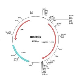 R&D Systems&trade;&nbsp;Human GABA-A R beta 3 (NP_068712) VersaClone cDNA