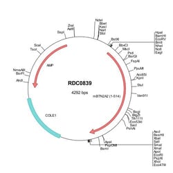 R&D Systems&trade;&nbsp;Mouse BTN2A2/Butyrophilin 2A2 (NP_787952) VersaClone cDNA