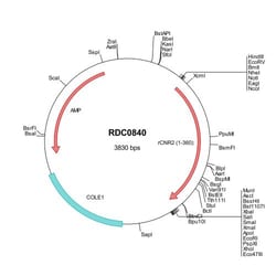 R&D Systems™ Rat Cannabinoid R2/CB2/CNR2 (NP_001157614) VersaClone cDNA