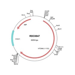 R&D Systems&trade;&nbsp;Human CD11b/Integrin alpha M (NP_001139280) VersaClone cDNA